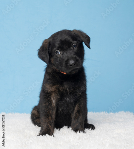 black cute puppy on white fur on blue studio backdrop