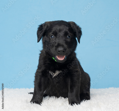 black puppy on white fur on black background