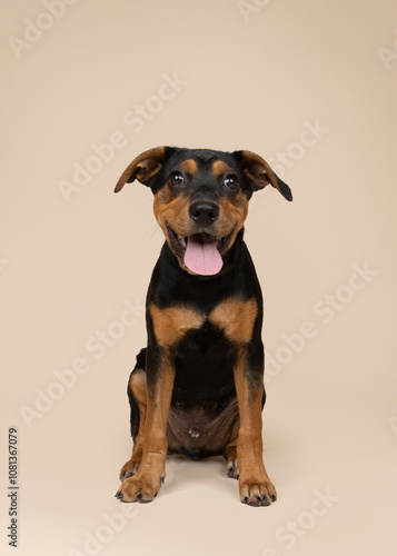 cute puppy sitting on light brown backdrop in studio