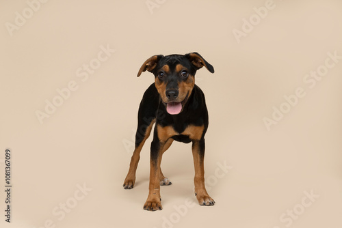cute puppy standing on light brown background in studio
