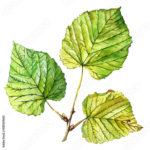 A watercolor vector of a set of hazel leaves, isolated on a white background. Hazel leaves vector.