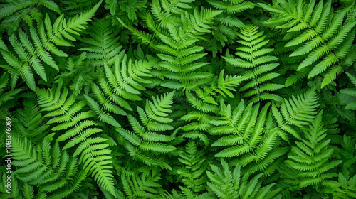 Vibrant lush green ferns creating a refreshing botanical background