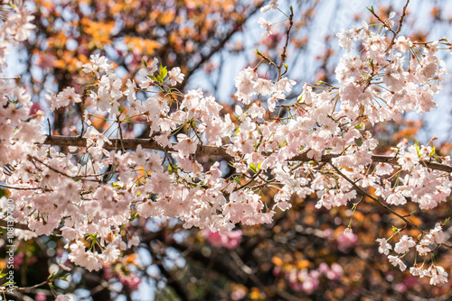 Sakuras blancas 