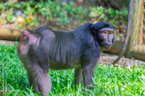 Heck's Macaque (Macaca hecki) is an endangered primate native to the rainforests of Sulawesi, Indonesia. This medium-sized macaque has brown to gray fur with a distinctive crest on its head. photo