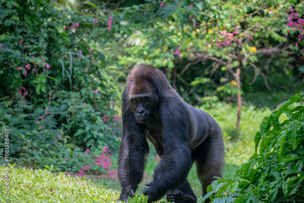 Obraz premium The western lowland gorilla from Ragunan zoo Indoensia. It is one of two subspecies of the western gorilla that lives in montane, primary and secondary forests and lowland swamps in central Africa.