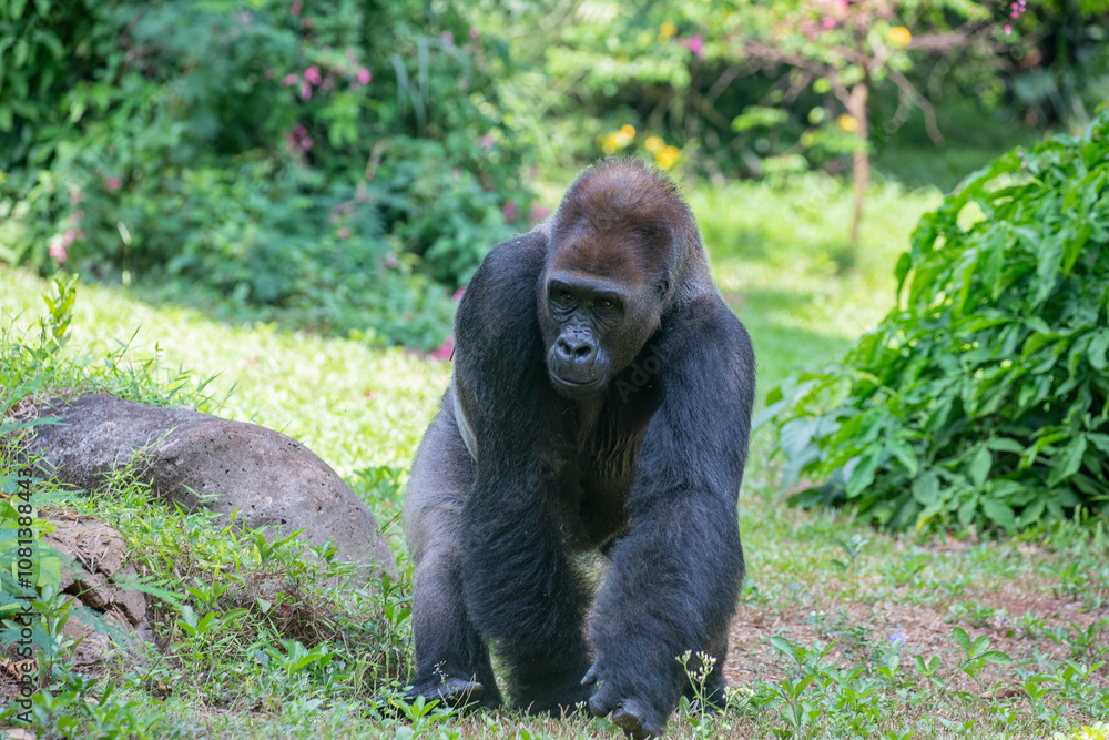 Obraz premium The western lowland gorilla from Ragunan zoo Indoensia. It is one of two subspecies of the western gorilla that lives in montane, primary and secondary forests and lowland swamps in central Africa.