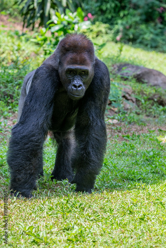 The western lowland gorilla from Ragunan zoo Indoensia.
It is one of two subspecies of the western gorilla that lives in montane, primary and secondary forests and lowland swamps in central Africa. photo