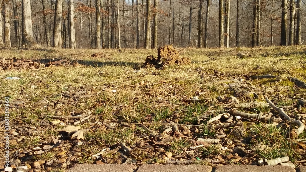 hunting in the woods