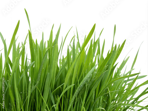 green grass isolated on white background. grass, nature, isolated, plant, spring, lawn, field, white, summer, meadow, fresh, growth, environment, grow, green, garden, macro, season, closeup, freshness