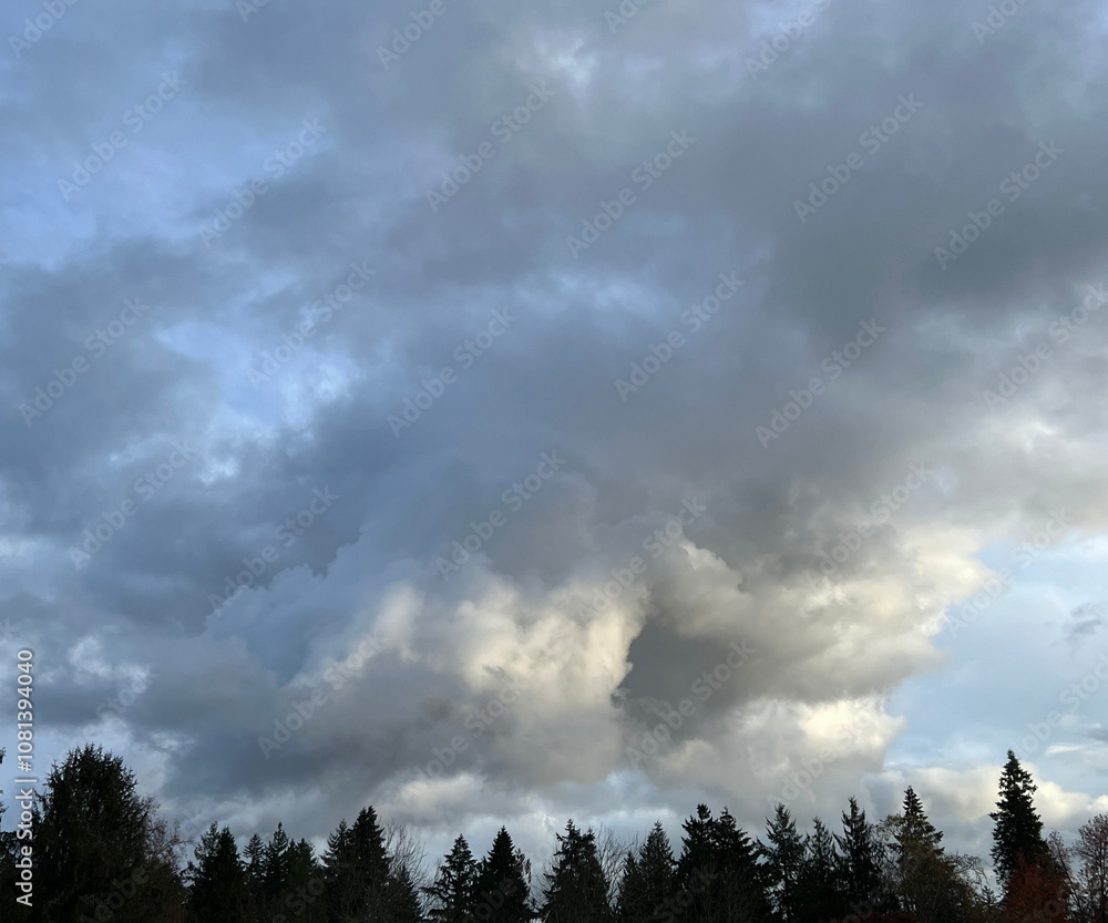 Blue Sky With Clouds and Pine Trees Blue Sky With Clouds and Pine Trees