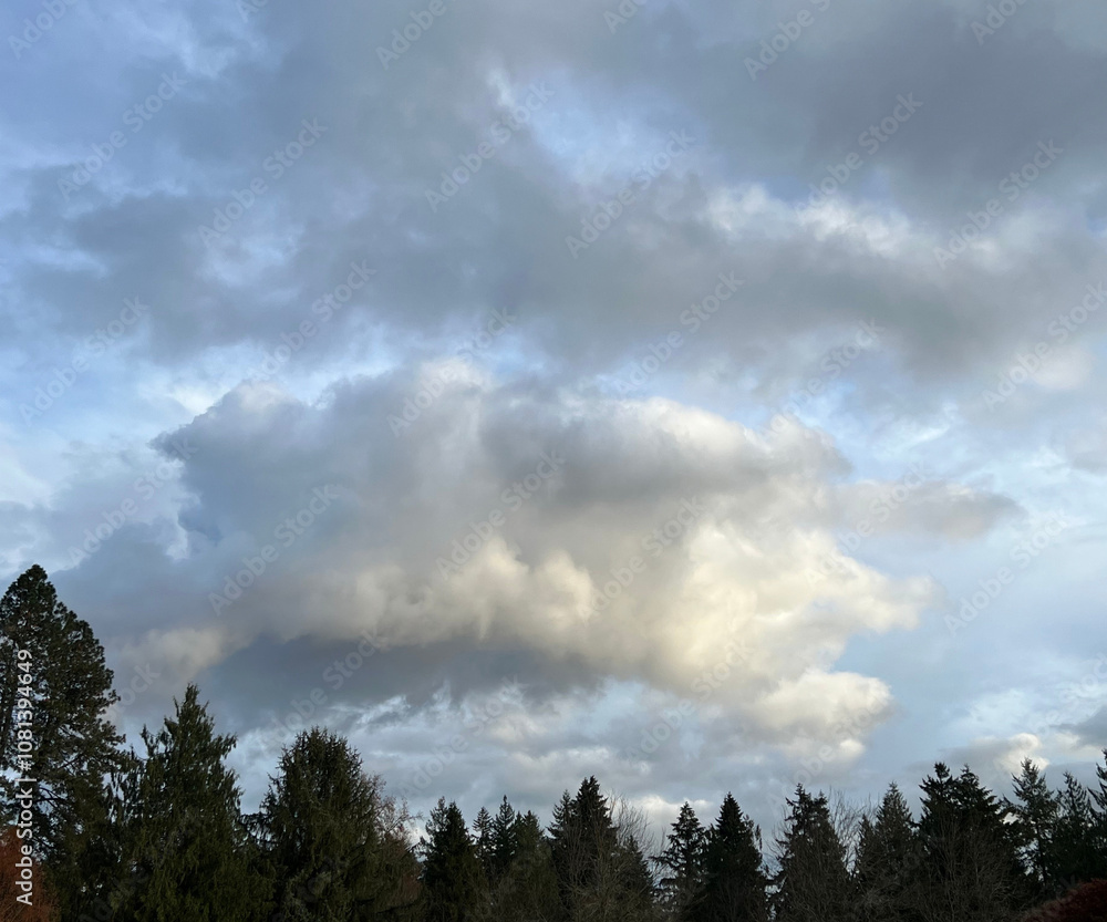 Blue Sky With Clouds and Pine Trees Blue Sky With Clouds and Pine Trees