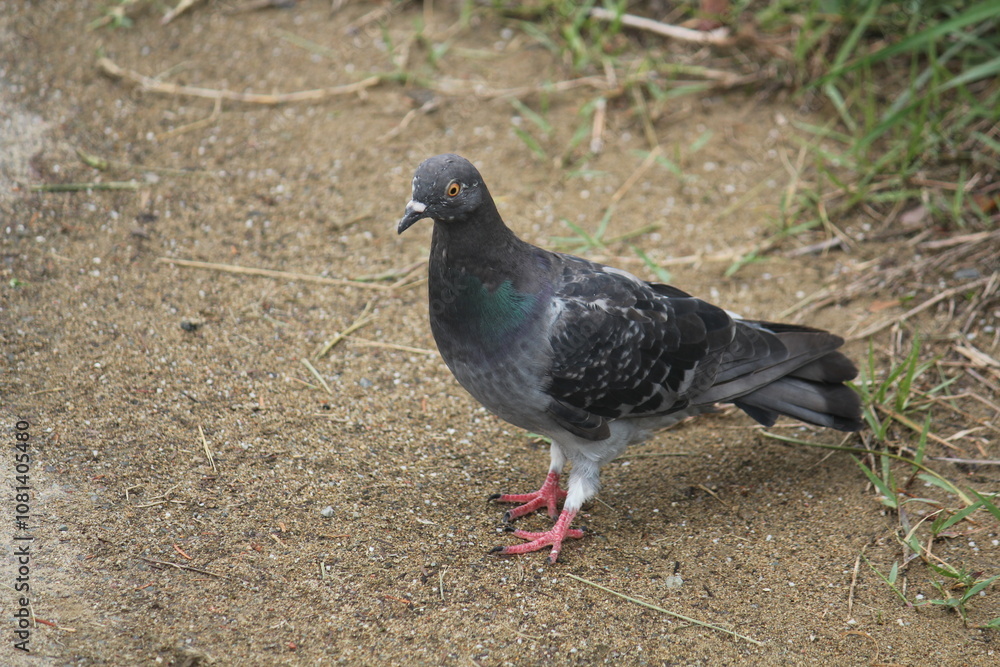 Image of pigeons searching for food on the Daecheongcheon trail Image of pigeons searching for food on the Daecheongcheon trail