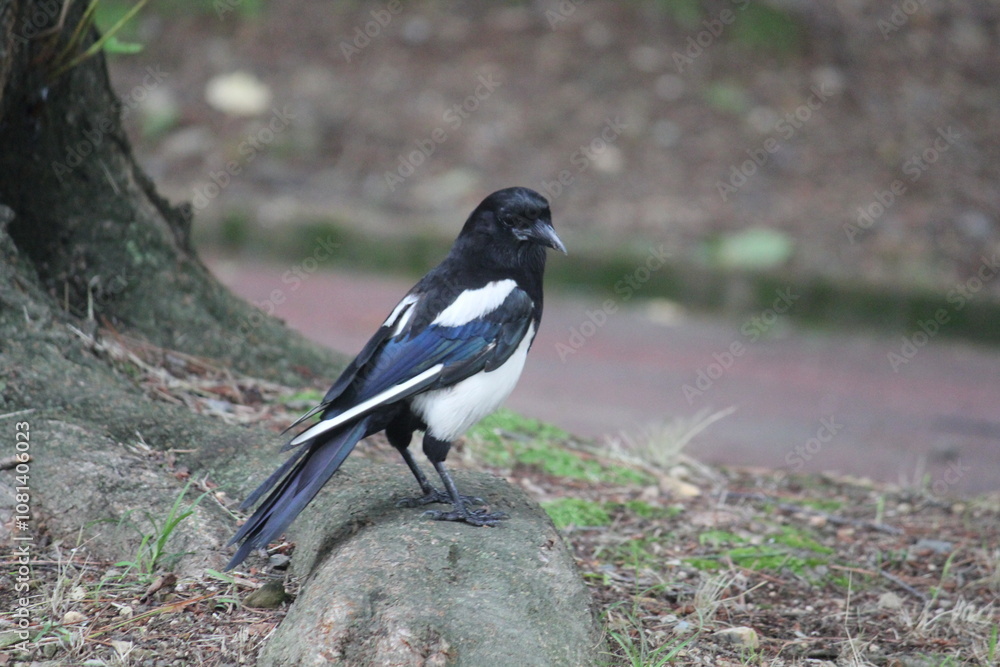 Image of a magpie searching for food on the Daecheongcheon Trail Image of a magpie searching for food on the Daecheongcheon Trail