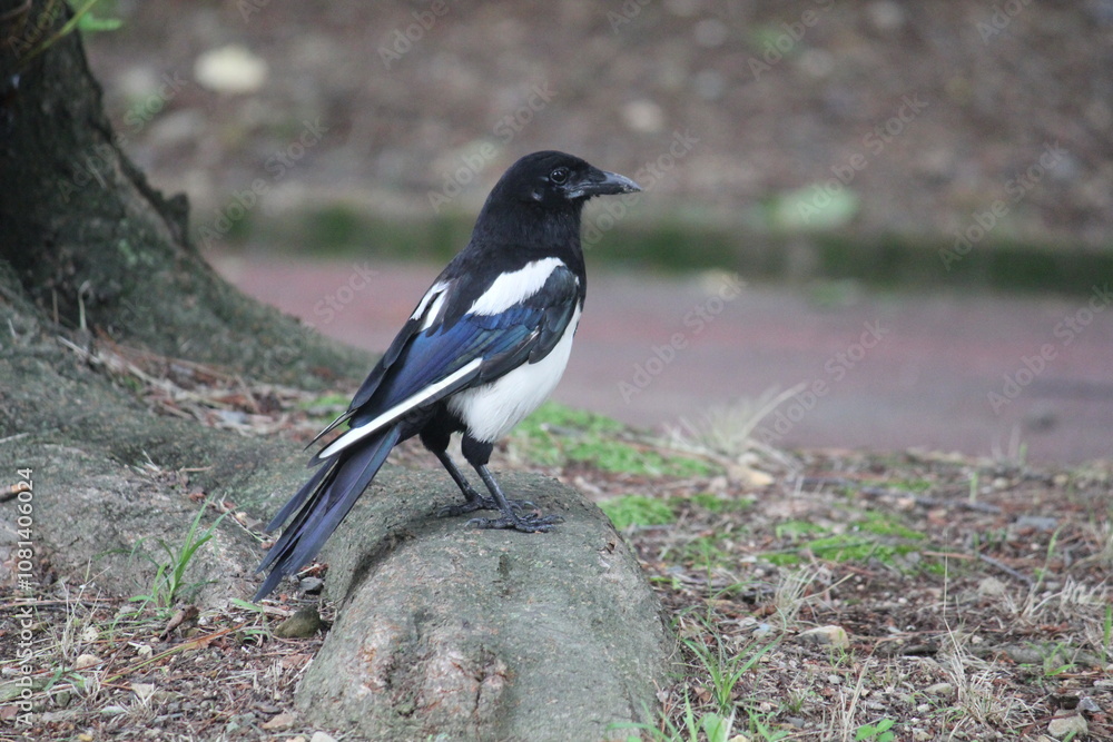 Obraz premium Image of a magpie searching for food on the Daecheongcheon Trail