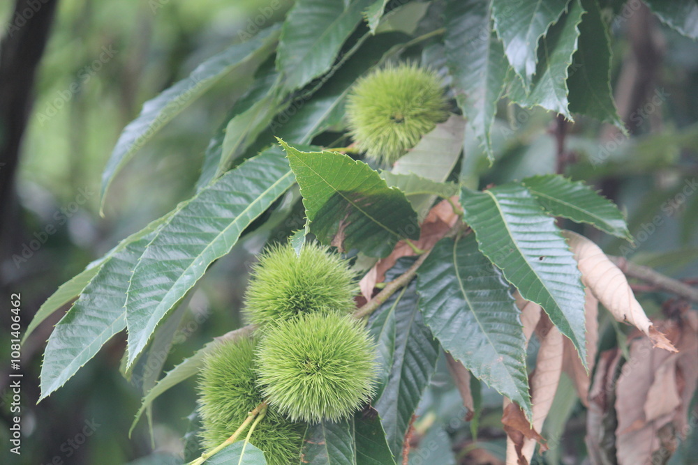 Image of a chestnut tree blooming on the Daecheongcheon Stream trail Image of a chestnut tree blooming on the Daecheongcheon Stream trail