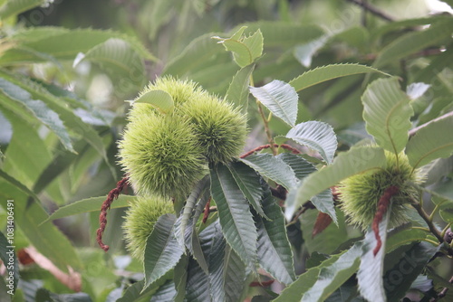 Image of a chestnut tree blooming on the Daecheongcheon Stream trail