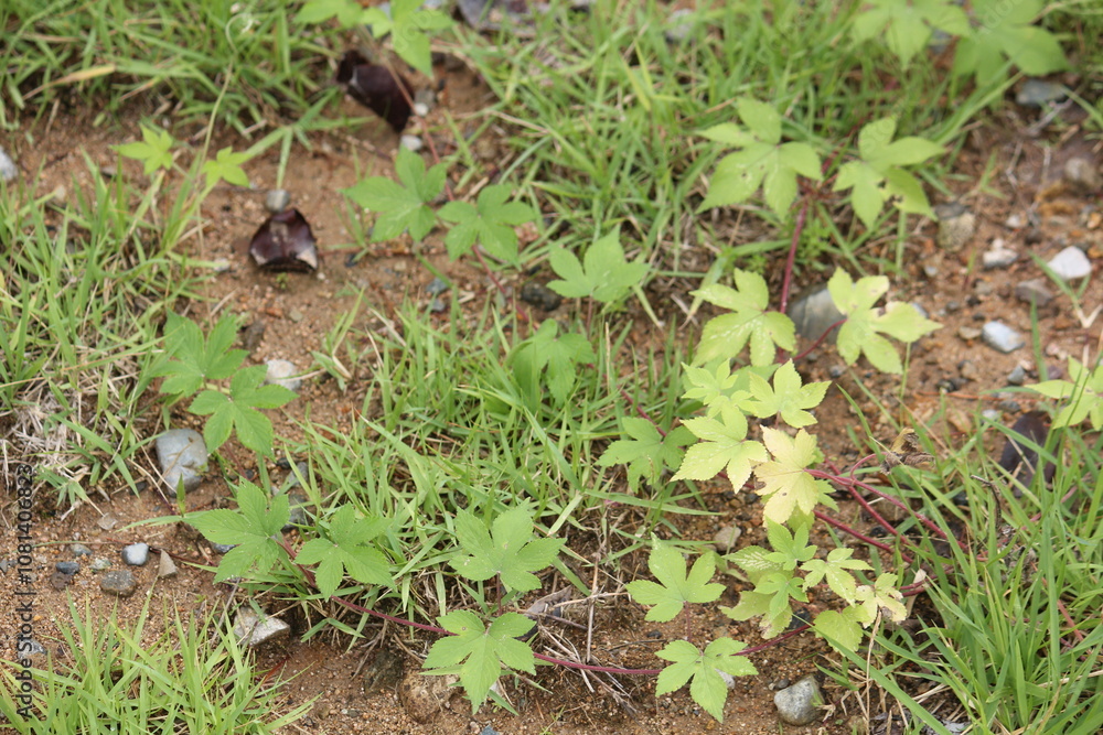Image of the blooming ginseng vines on the Daecheongcheon Stream trail Image of the blooming ginseng vines on the Daecheongcheon Stream trail