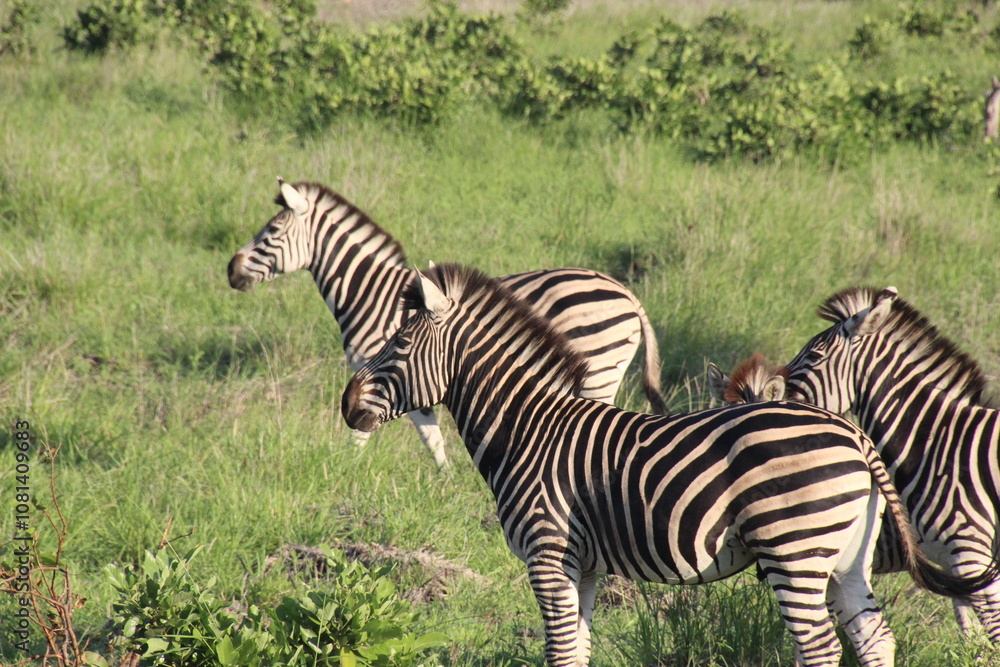 Fototapeta premium Zebra Africa