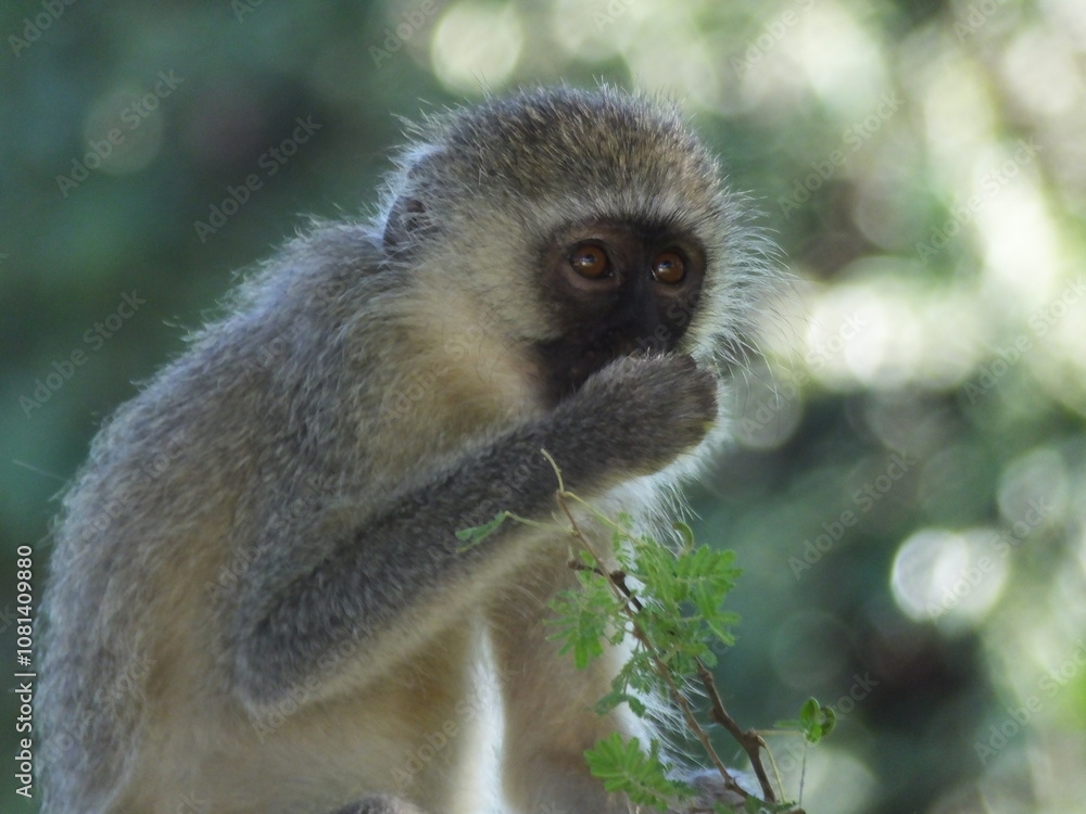 Obraz premium samango monkey