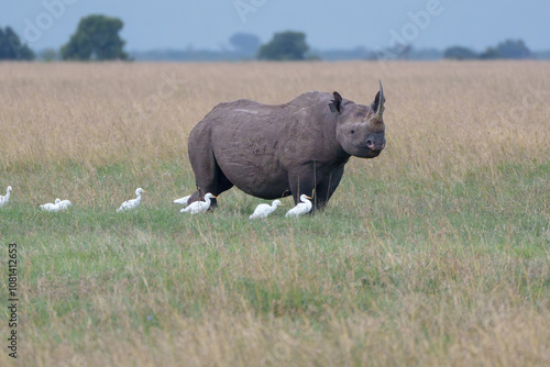 Black Rhino walking in the grass with White Egrets