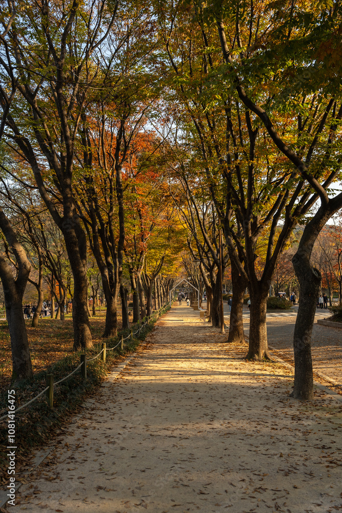 Fototapeta premium autumn in the park