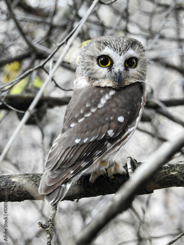 Saw-whet owl in the late afternoon light about to start his silent flight for food photo