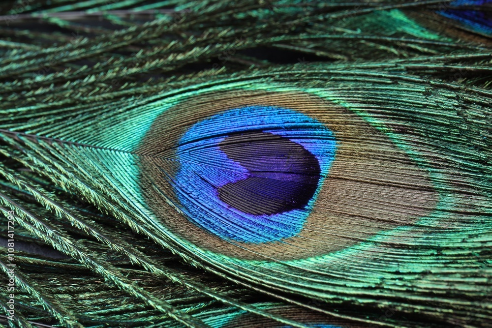 Fototapeta premium Beautiful bright peacock feather as background, macro view
