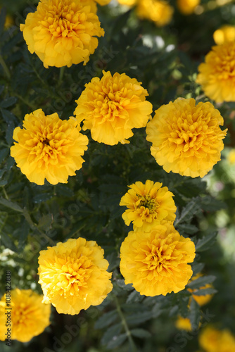 yellow color marigold in bloom, floral background