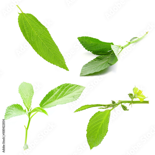 flowers and leaves of Jute mallow isolated on a white background photo