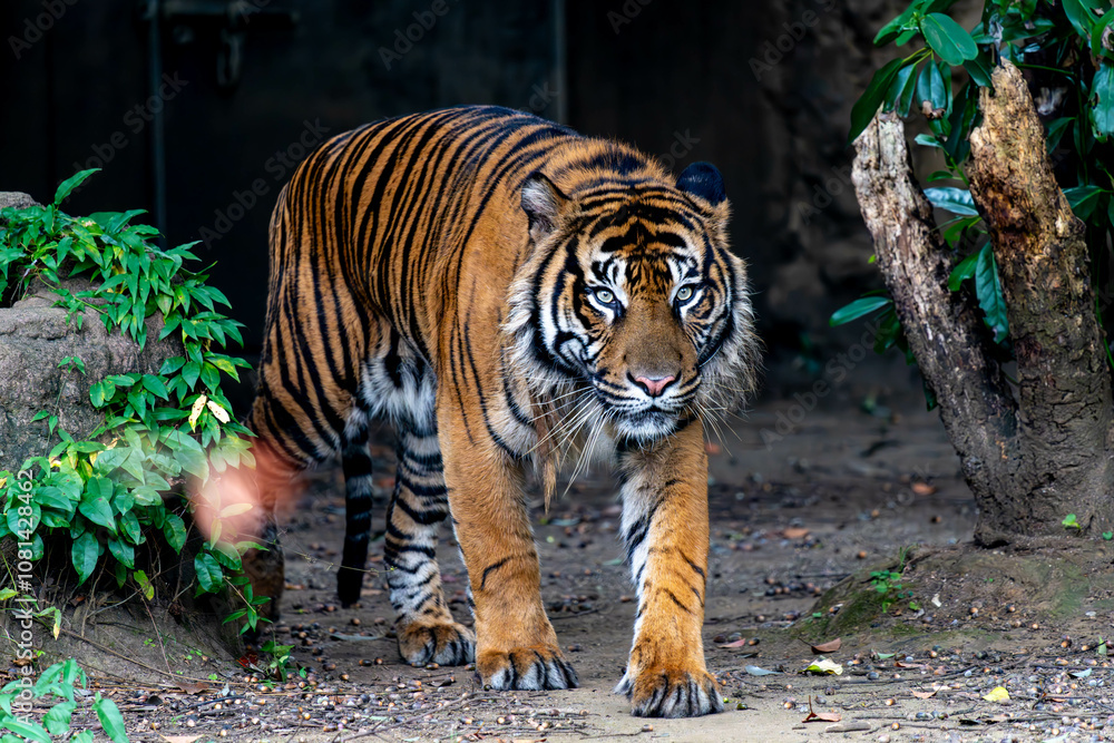 Obraz premium 暗闇から歩いてくるスマトラトラ