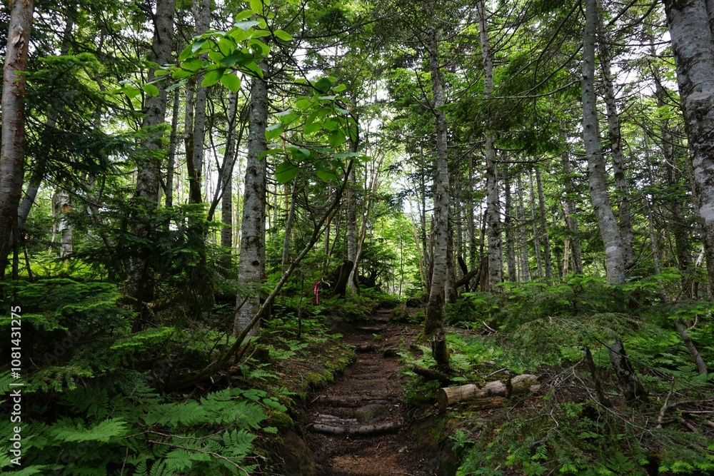Fototapeta premium 山の中の自然風景