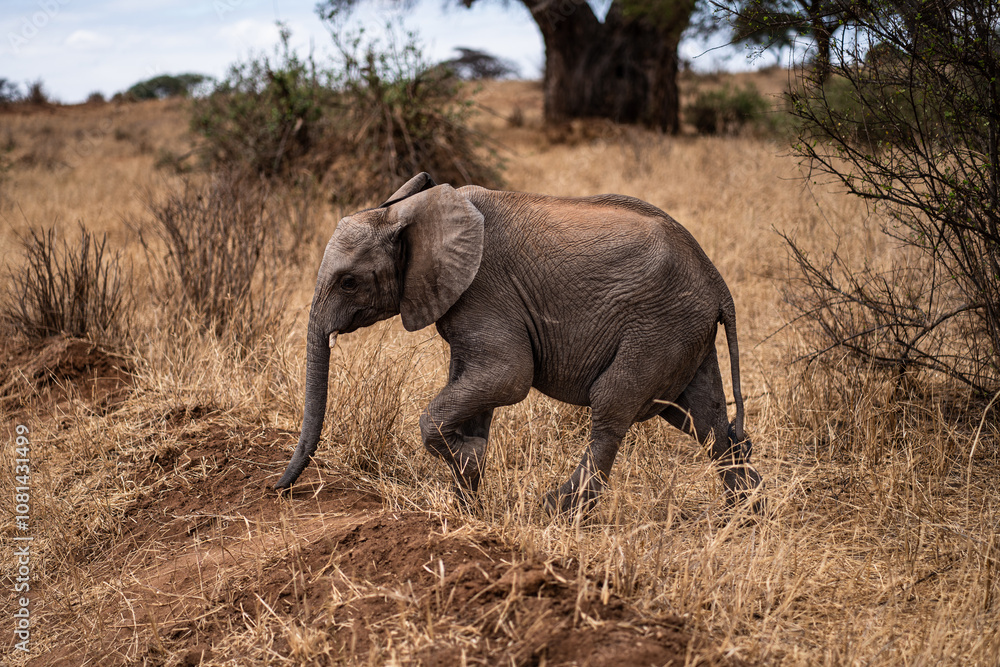 Fototapeta premium Elephant calf walking in Africa