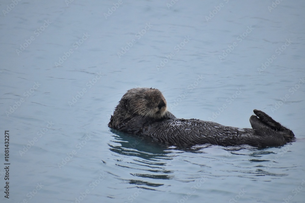 Fototapeta premium Sleepy Seward Sea Otter
