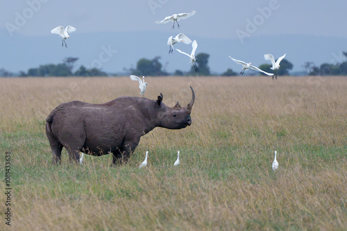 Rhino standing in the grass with white Cattle Egrets flying