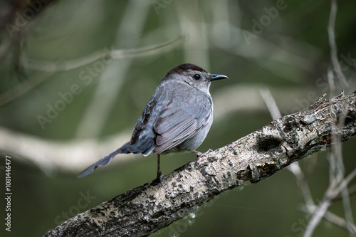 Gray Catbird Perched on a Branch in Natural Habitat photo