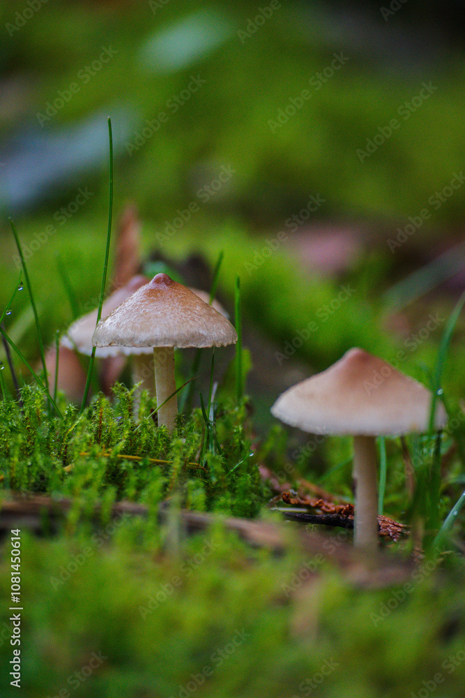 milking bonnet or milk-drop (Mycena galopus) milking bonnet or milk-drop (Mycena galopus)