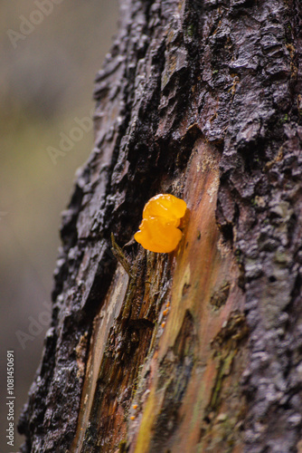 orange jelly spot, orange jelly, or orange witch's butter (Dacrymyces chrysospermus) photo