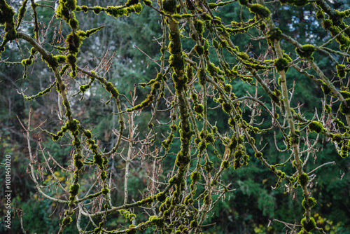 Moss on tree limbs