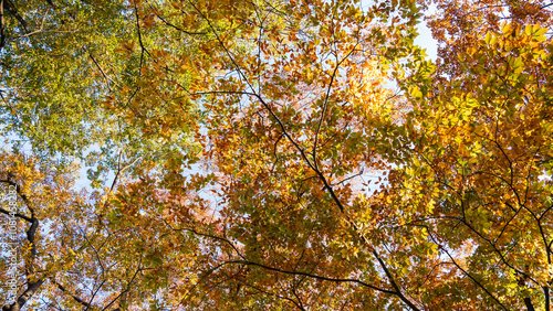 Photography Autumn ginkgo yellow leaves
