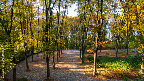 Photography Autumn ginkgo yellow leaves