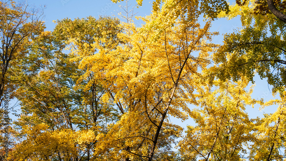 Fototapeta premium Autumn ginkgo yellow leaves