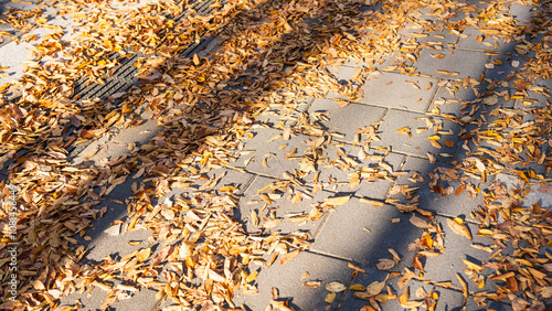 Photography Autumn ginkgo yellow leaves