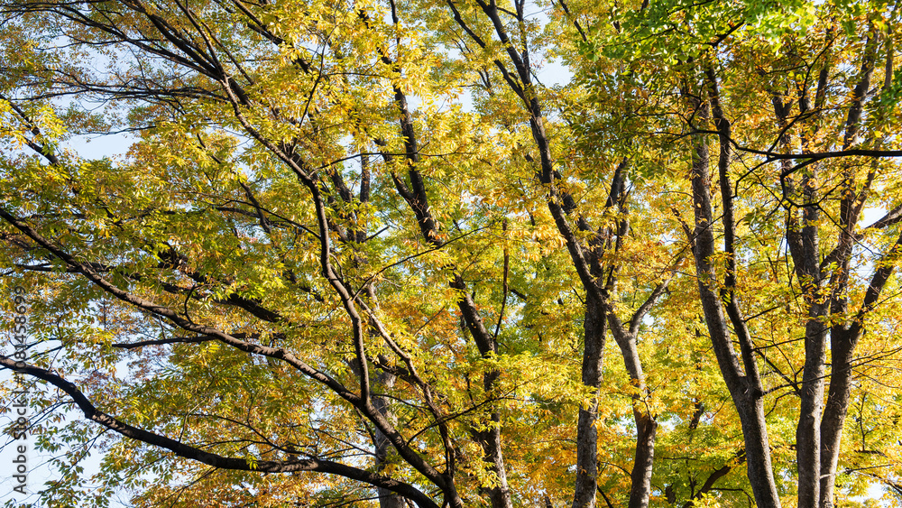 Fototapeta premium Autumn ginkgo yellow leaves