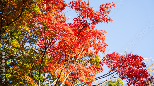 Photography Beautiful red leaves in autumn