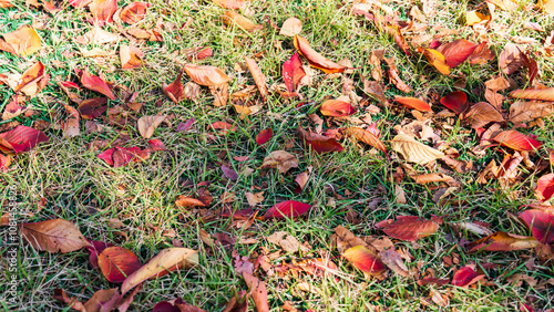Photography Beautiful red leaves in autumn