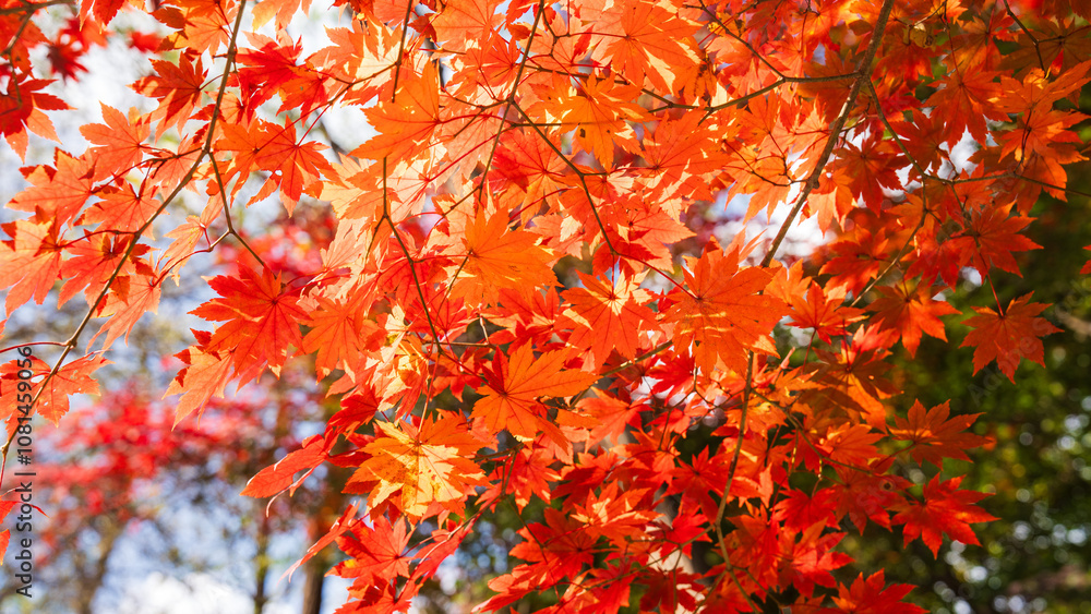 Beautiful red leaves in autumn Beautiful red leaves in autumn