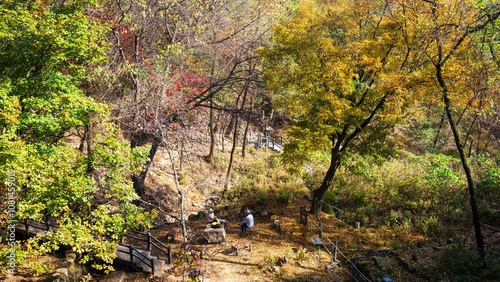 Photography Autumn ginkgo yellow leaves