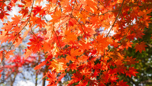 Canvas Print Beautiful red leaves in autumn