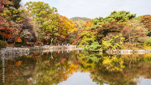 Photography Beautiful red leaves in autumn