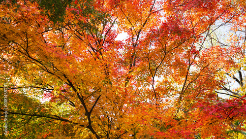 Photography Beautiful red leaves in autumn
